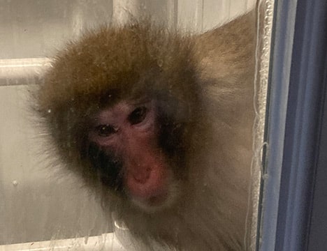 Jamie Lyn - Oklahoma Primate Sanctuary