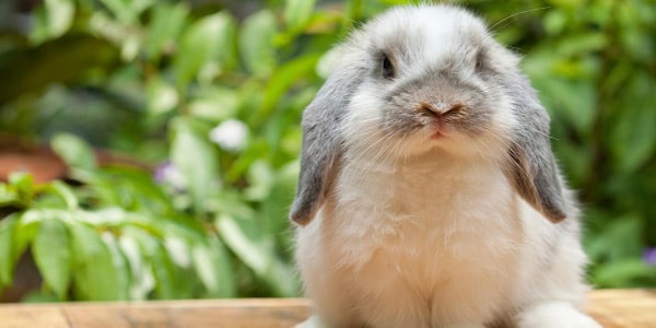 bunny