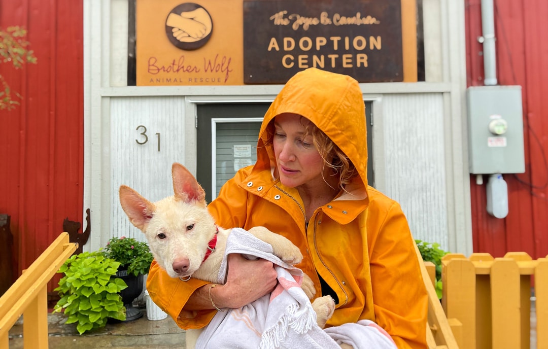 Brother Wolf Foster Plea Web CROP