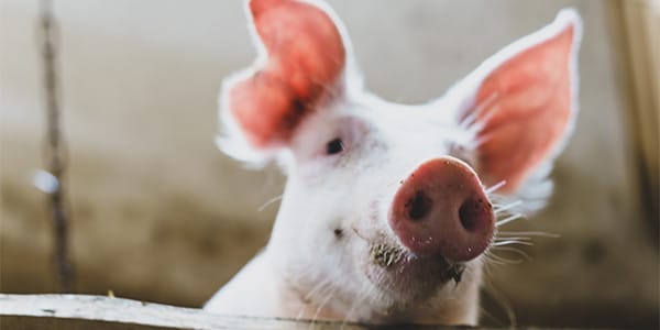 Happy pig