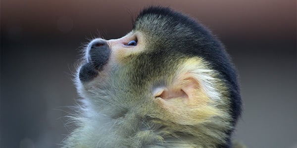 Monkey