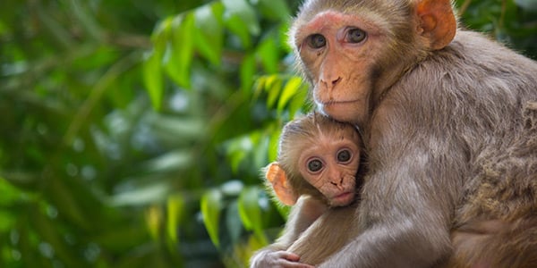 Macaque Mom And Baby